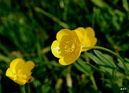 By Carine06 from UK (Buttercups) [CC BY-SA 2.0], via Wikimedia Commons